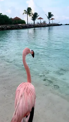 Toujours avec mes amis 🦩✌🏻☀️🏝️ #aruba #flamingobeach #flamingo #birds #pink #beachvibes #summertime #flamantrose #beautifuldestinations #heaven #nature #paradise #hotel #traveltiktok #pink #caribbean #sea #onehappyisland #foryou #pourtoi #fry #easthetic 