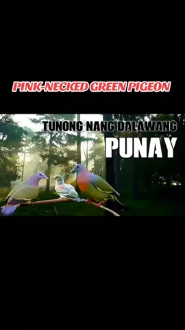 Tunog nang Dalawang Punay , Beautiful forest and nature, scenic Relaxation #punay #forest #birdsong #birds #nature #tiktok 