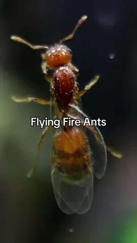 Flying Fire Ant Queens Breaking Into My Giant Rainforest Vivarium! 🐜 #AntsCanada #ACfamily #antloveforever #ants #fireants #colony #species #nature #science #animals #insects 