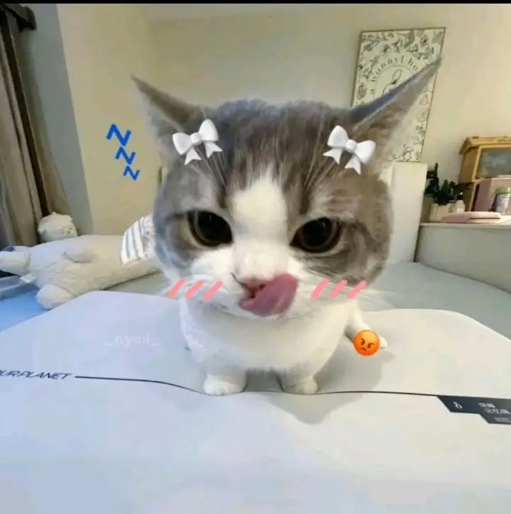 Ảnh mèo cute vô cùng tận #xh #meow #cute #trending #viral 