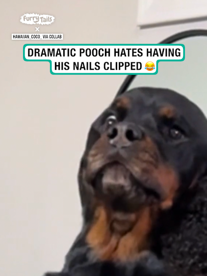 Come on it's not that bad 😂 🎥: hawaiian_coco_ via Collab #furrytails #dog #dogs #dogsoftiktok #funny #dramatic #nails #clipped #funny #fyp #viral