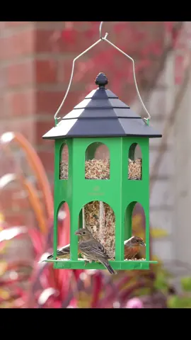 Enjoy the morning bird songs.☀️💚 #birdsoftiktok #birdfeeder #backyardbirds #birdwatching #relaxing #kingsyard #kingsyardbirdfeeders 