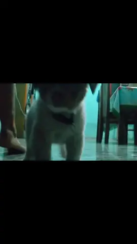 #doglover 