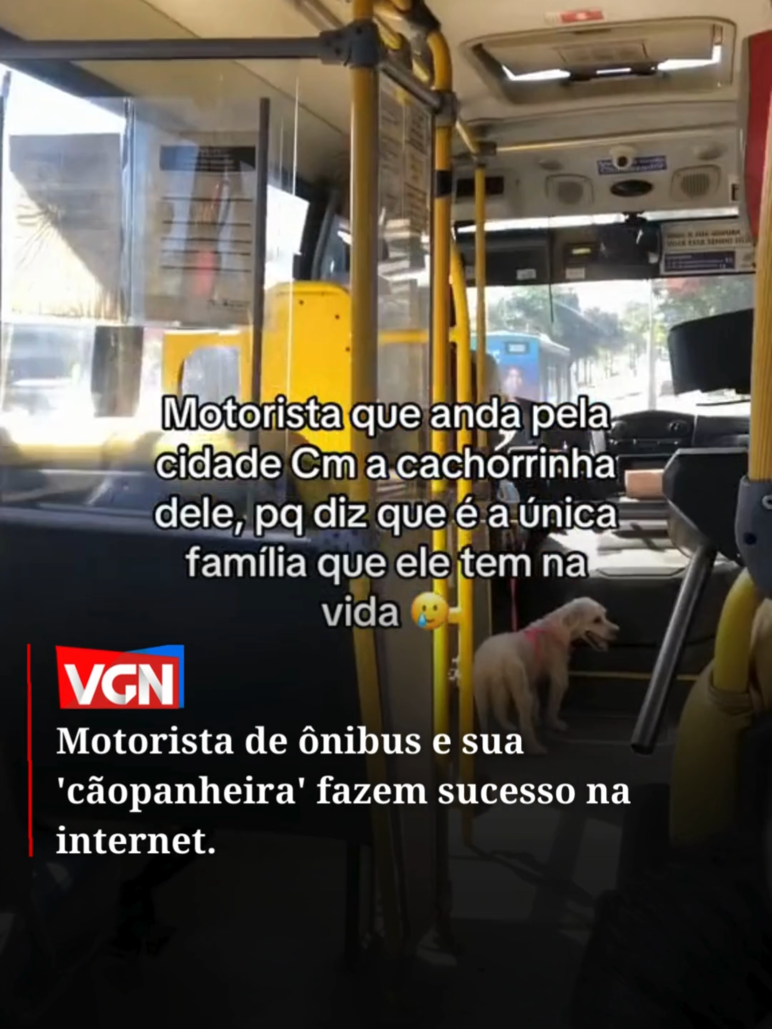 Um vídeo que repercutiu na internet mostra um motorista de ônibus na cidade de Belo Horizonte, Minas Gerais, com a sua cachorrinha de estimação. A cadela é considerada companheira do motorista, pois sempre está com ele durante as viagens. Na publicação, a autora do vídeo esclarece os cuidados que o motorista sempre tem com ela. 