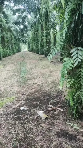 kuli sawit#fypシ゚viral 