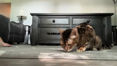 Chloe loves catnip#bengals #bengal #bengalcat #fypage #cat #meow #trending #viral #animalsoftiktok #elderlycatsoftiktok #elderlycat #catsoftiktok #elderlycats #funny #catlover #cats #foryou #foryoupage #sleepycat #crunchy 