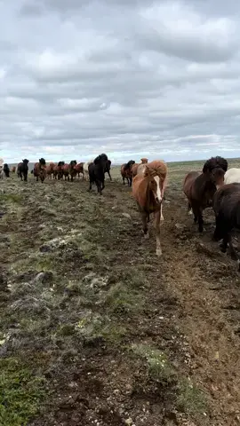 Durch das Hochland⛰️ #reitreise #reittour #herde #wasserfall #island #islandpferde #hæli #teamhæli #guidetoiceland #exploreiceland #horseback #horsetrips #ridingtouriceland #worldonhorseback #waterfall #horsesoficeland #horsesofinstagram #inspiredbyiceland #wheniniceland #dreamponies #icelandicnature #Summer #traktor #masseyferguson