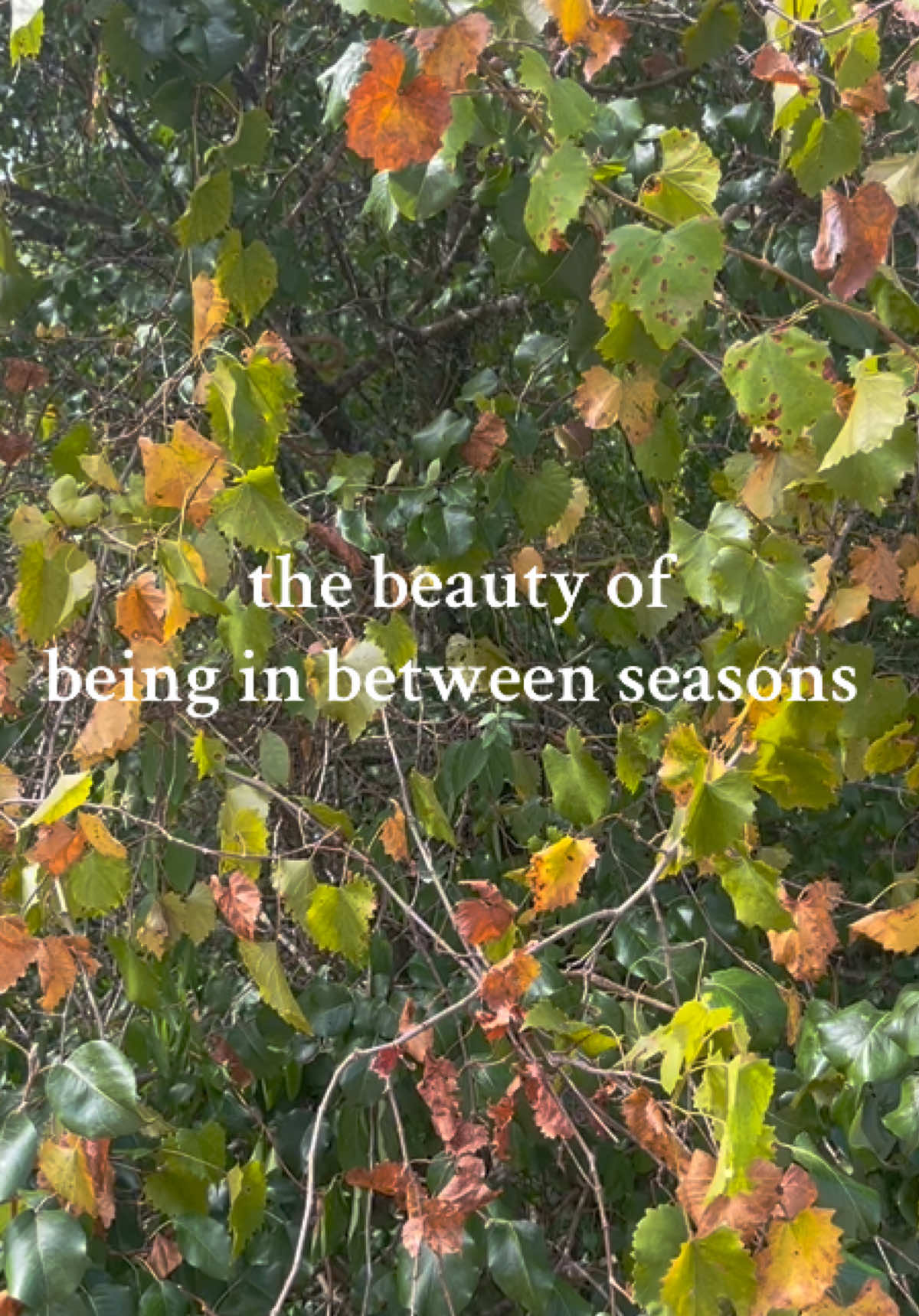 the leaves are eager to change 🍃🍂🍁