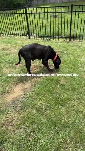 foster babe Rhea 