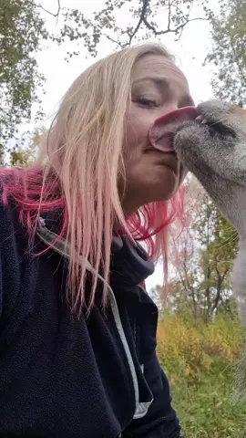 I got myself a wolfkiss from a wolf named Frøya 😁🐺😍 #polarpark #zookeeper #wolf #wolves #wolvesoftiktok #animalsoftiktok #fyp 