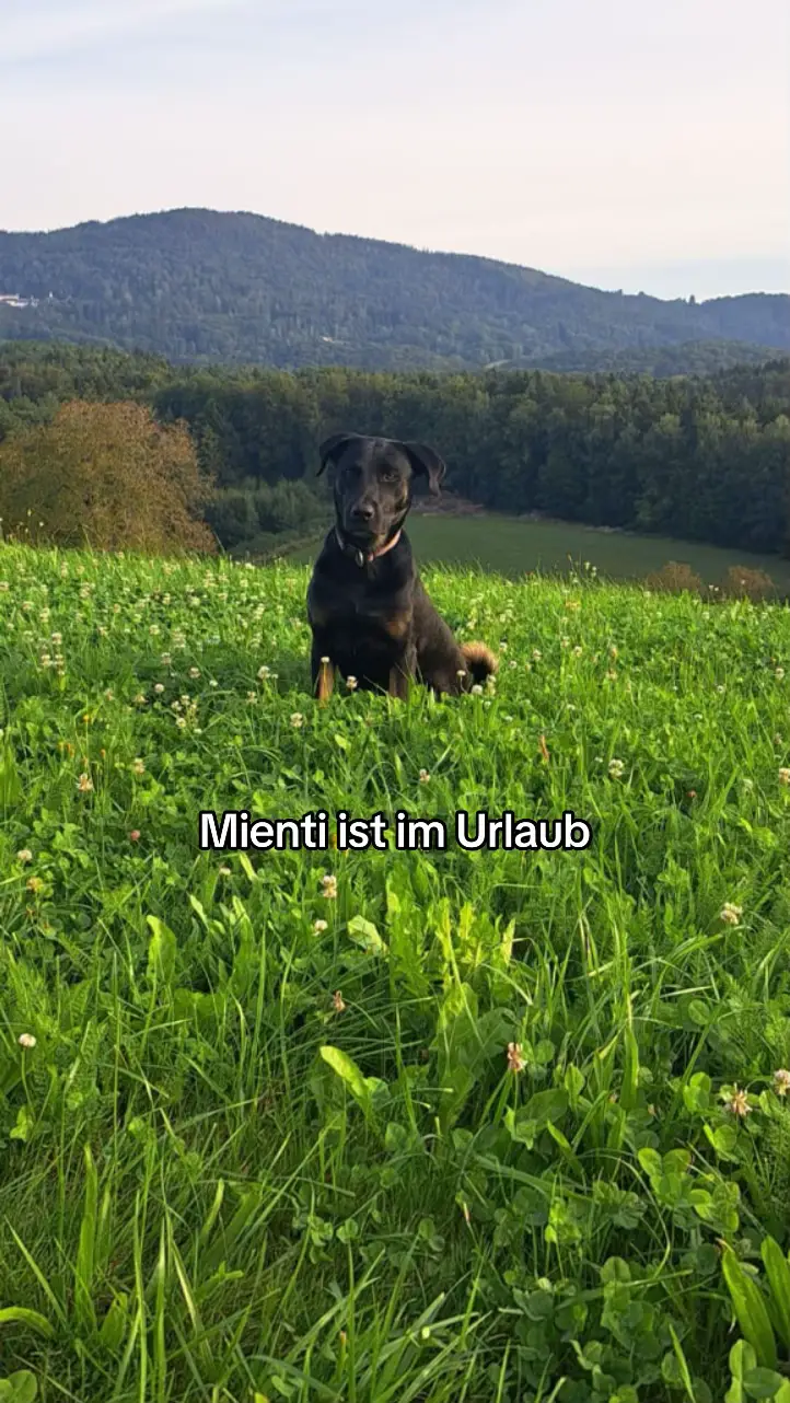 #fürdich #fürdichpage #fürdichseiteシ #hund #hundevideos #mienti #donpollo #meme #urlaub