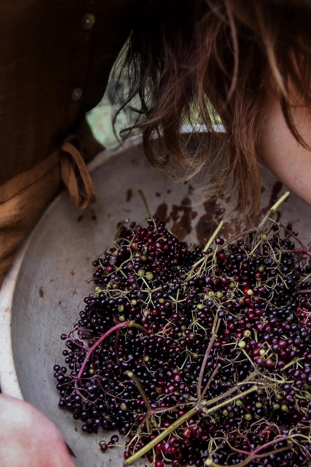 Apple season is also elderberry season. I have roughly 25 bushes here at the  homestead and they are producing SO MUCH fruit this year. I grow Pocahontas, Ranch, and Adam’s II varieties. They make an incredible understory shrub in food forests and I use the fruit for medicinal elderberry syrup. You can find that recipe here on my feed. 😉 Elderberries are incredibly easy to propagate and, since they’re native, have little issue thriving in many growing climates. If you’re interested, I sell cuttings on my website, though it’s best to wait until spring to plant out. 🌿 You can find the propagation video on my YouTube channel.