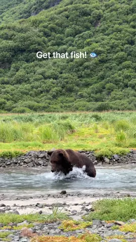 A brown bear fishing for salmon.  Great catch buddy!  It never gets old seeing these guys fishing. #fyp #foryou #foryoupage #video #photography #outside #Outdoors #adventure #nature #wildlife #wildlifephotography #alaska #bears #brownbears #fishing 