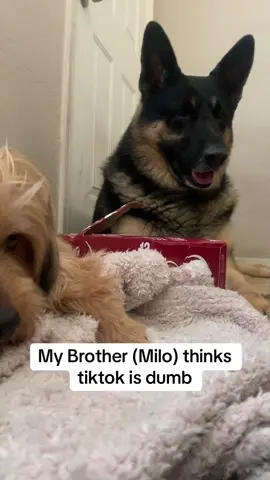 He is a little slow 🐶 #dog #dogsoftiktok #doggo #dogtok #doglove #doglife #fypage #foryoupage #fypシ゚viral #foryou #dogs #puppy #puppytiktok #puppydog 