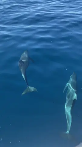 Dolphin watching in Oman!  #traveltiktok #traveltok #solotravel #oman #muscat #dolphins #nature #dolphinwatching #traveldiaries 