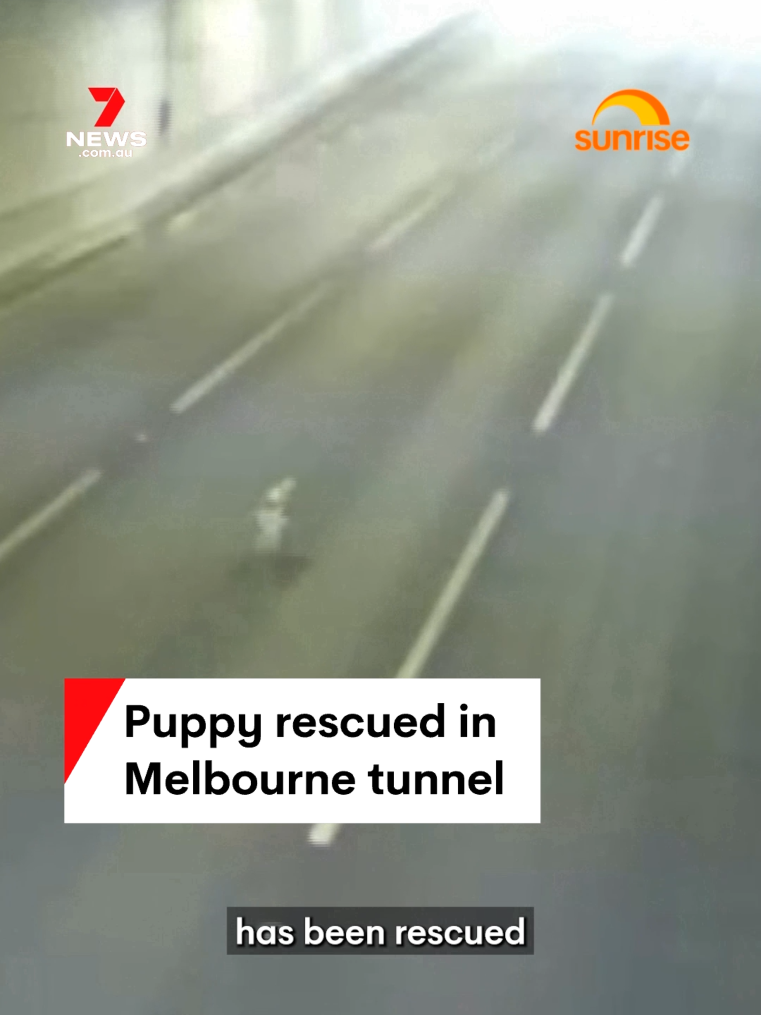 A one-year-old puppy has been rescued after he was seen running through Melbourne’s busy Burnley tunnel. The Transurban team were able to lure Archie with treats and reunite him with his owners. #puppyrescue #puppy #animalrescue#Burnleytunnel #Melbourne #7NEWS