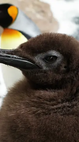 Senior Keeper Michaela Smale added a fun twist to the announcement, cutting into a cake to reveal whether Pesto is a boy or a girl. #melbourne #victoria #penguin #pesto #sealifemelbourne