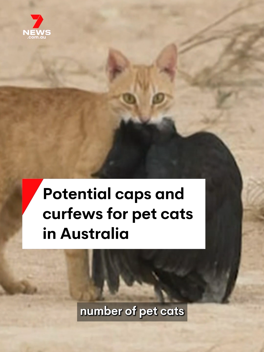 New rules limiting the number of pet cats an Australian household can have could be introduced along with curfews, as the federal government considers a plan to protect wildlife and combat feral cats. #cat #cats #feralcats #wildlife #auspol #7NEWS