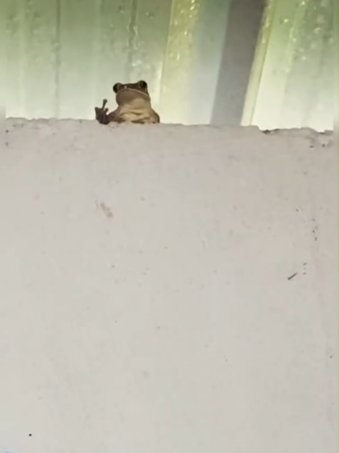 Oh, this frog despises me. #animals #frogs #despise #gestures #records #haha #fypp #foryoupage❤️❤️