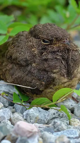 It usually never gets enough sleep and is good at disguising itself.Sleepy Savanna Nightjar (Caprimulgus Affinis).#nightjar #birds 