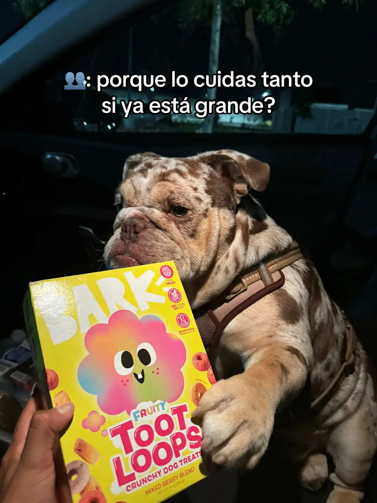 #parati #foryou #englishbulldog #bulldogingles #dogsoftiktok #dogtok #perritos #fyp #mamaperruna 