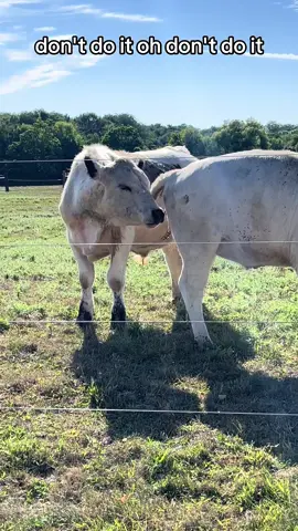 Smell it first tho #farmlifeproblems #cow #stinky #funnymoments #rurallife #stinkface #cowpoopie #cowpee #piss #pissonhim #urinationstation #funnyanimals #wtf #smellitfirst 