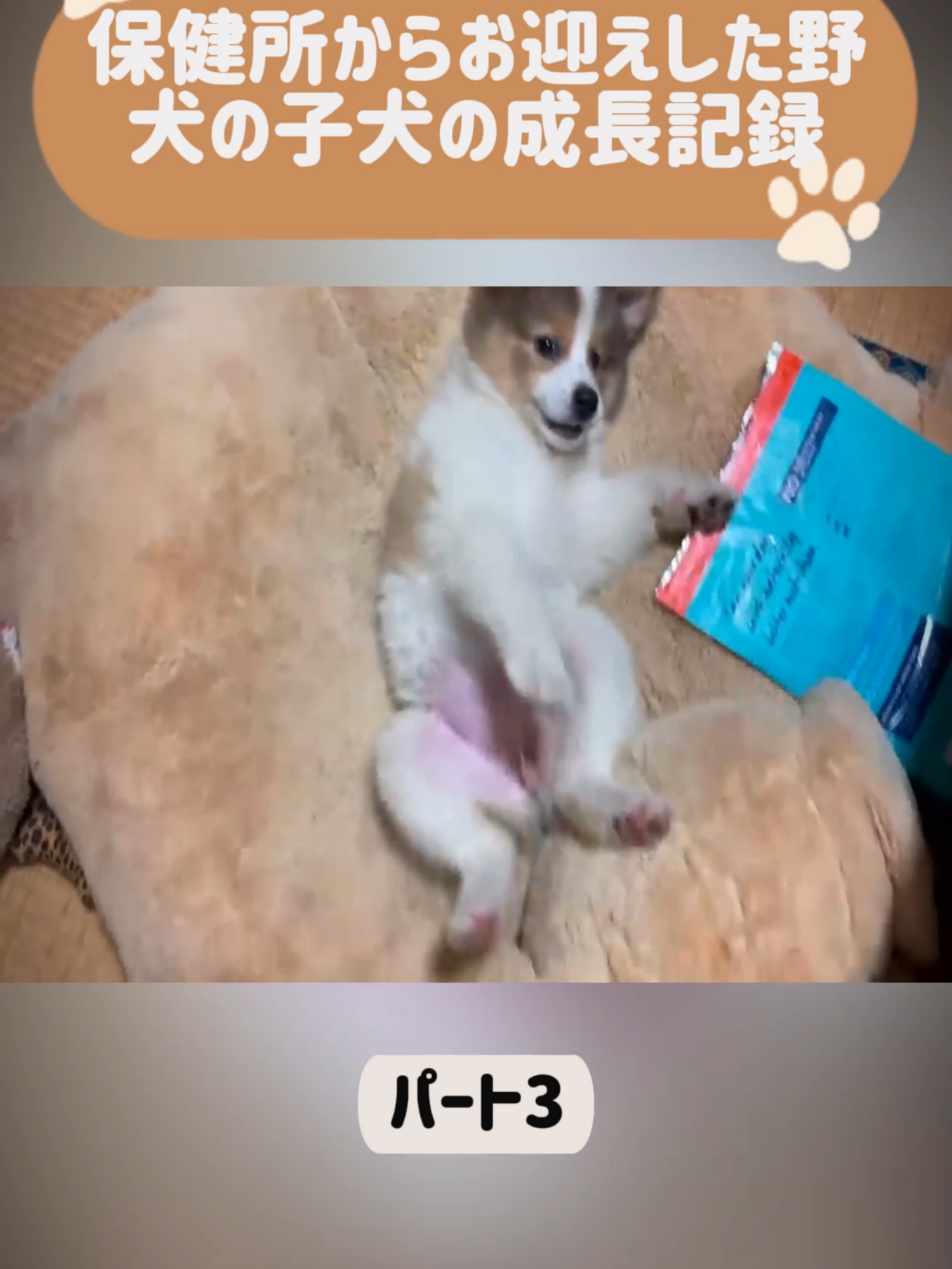 保健所からお迎えした野犬の子犬の成長記録-パート3 #dog #doglovers #fyp #foryou