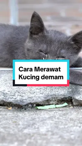 Cara Merawat Kucing Demam. No 4 tu ramai tak tahu. Tengok video ni sampai habis #fyp #malaysia #kucingtiktok #catlover #sibulus #kucing #kucinghitam #kucingoyen 