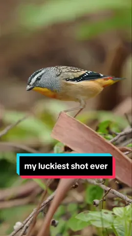 Here’s the story behind one of my favourite shots; a close encounter with two spotted pardalotes.  Let me know if you want more narrative videos like this! #birdwatching #birdsoftiktok #australia #wildlife #wildlifephotography 
