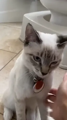 Funny cats