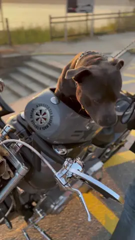 #staffy #staffyblue #harleydavidson 