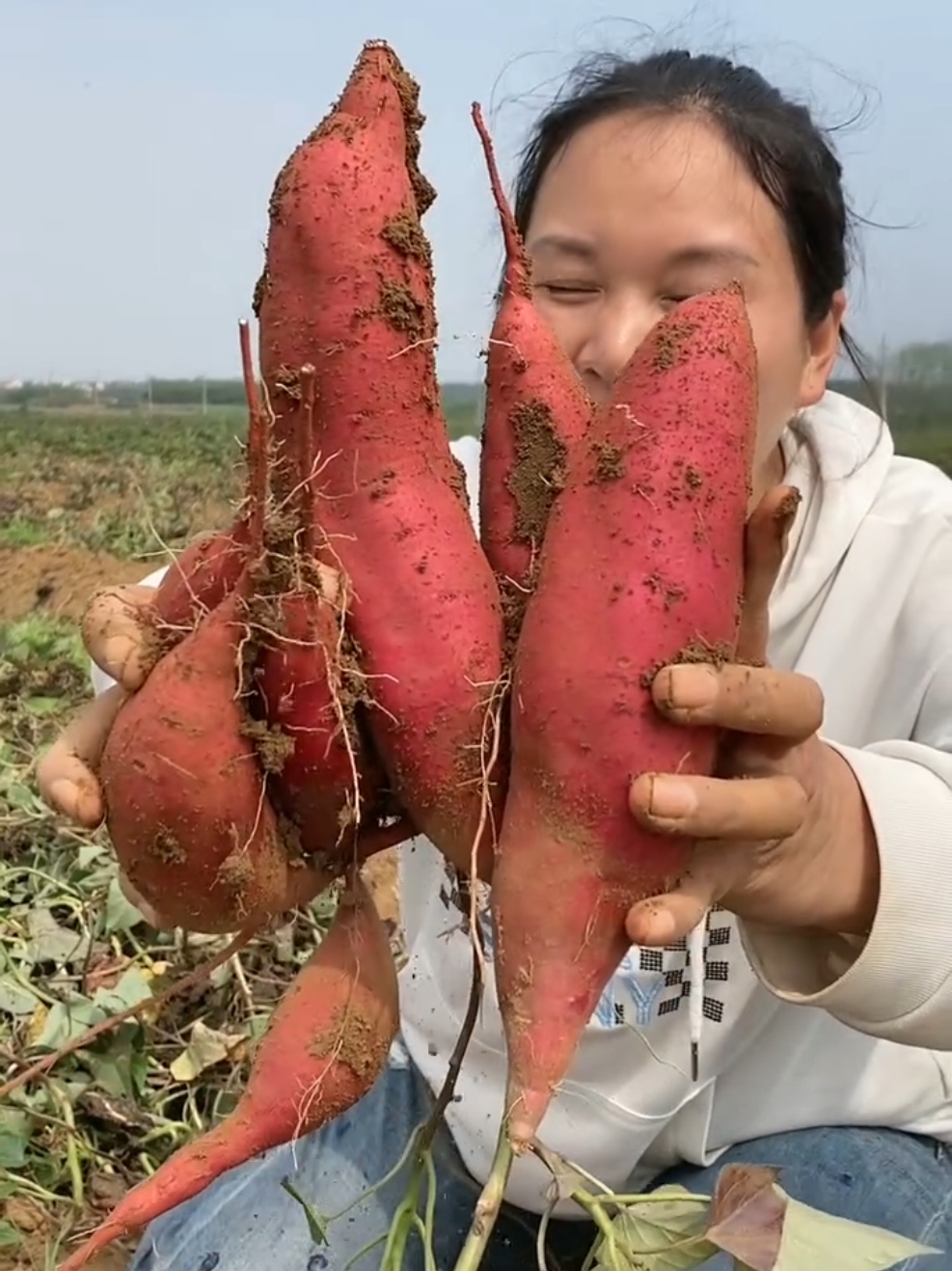 Potatoes harvest so fresh in rural life #fresh #harvest #satisfying #agriculture 