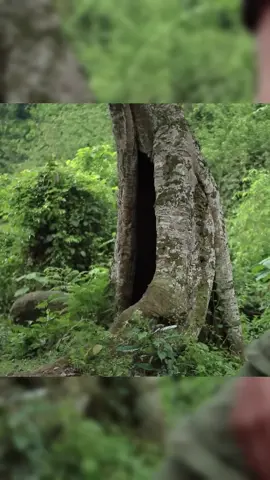 Building Shelter In The Trunk #bushcraft #build #camp #camping #survival #shelter #wildlife #Outdoors #outdoor #viral #foryou