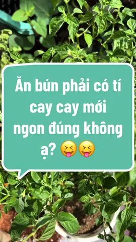 Ăn bún cần ớt, ăn cơm cần ớt, nước mắm cần ớt, xào rau cũng bỏ ớt, ăn gì cũng phải có ớt mới dui là em đó 😂😂😂 #lamvuon #vuonnhonhadautho #vivigardenstore #trồngcây #ơtsieucay #ớtperu #ớtperu_nữa_tỷ #ớtcay #háiớt 