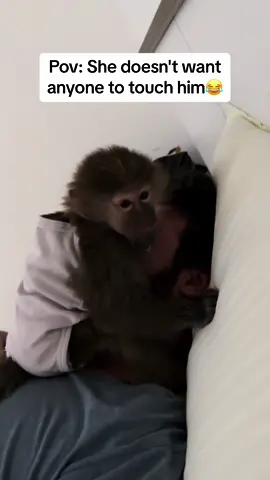 She doesn't want anyone to touch him😂😂😂 jealous #viral #monkey #monkeyvideos #funny #funnyvideos #funnyvideo #grwm #monkeycute #monkettiktok #fyp #fypシ 