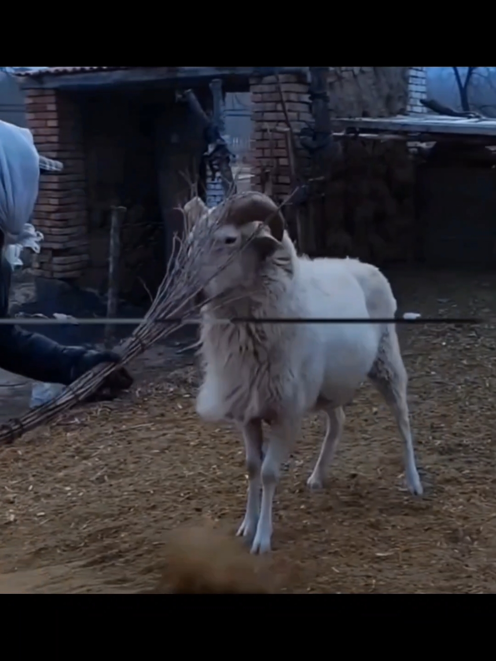 😆 #fun #funny #funnyvideos #funnymoments #animals #goat 