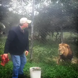 The lion wants fresher meat ☠️ | If we reach 50k subscribers on YouTube before 2025, I'm going to give $100 to the last TikTok . . . . #moments #lion #edits #paratii #fypツ #viral #alightmotion #capcut 