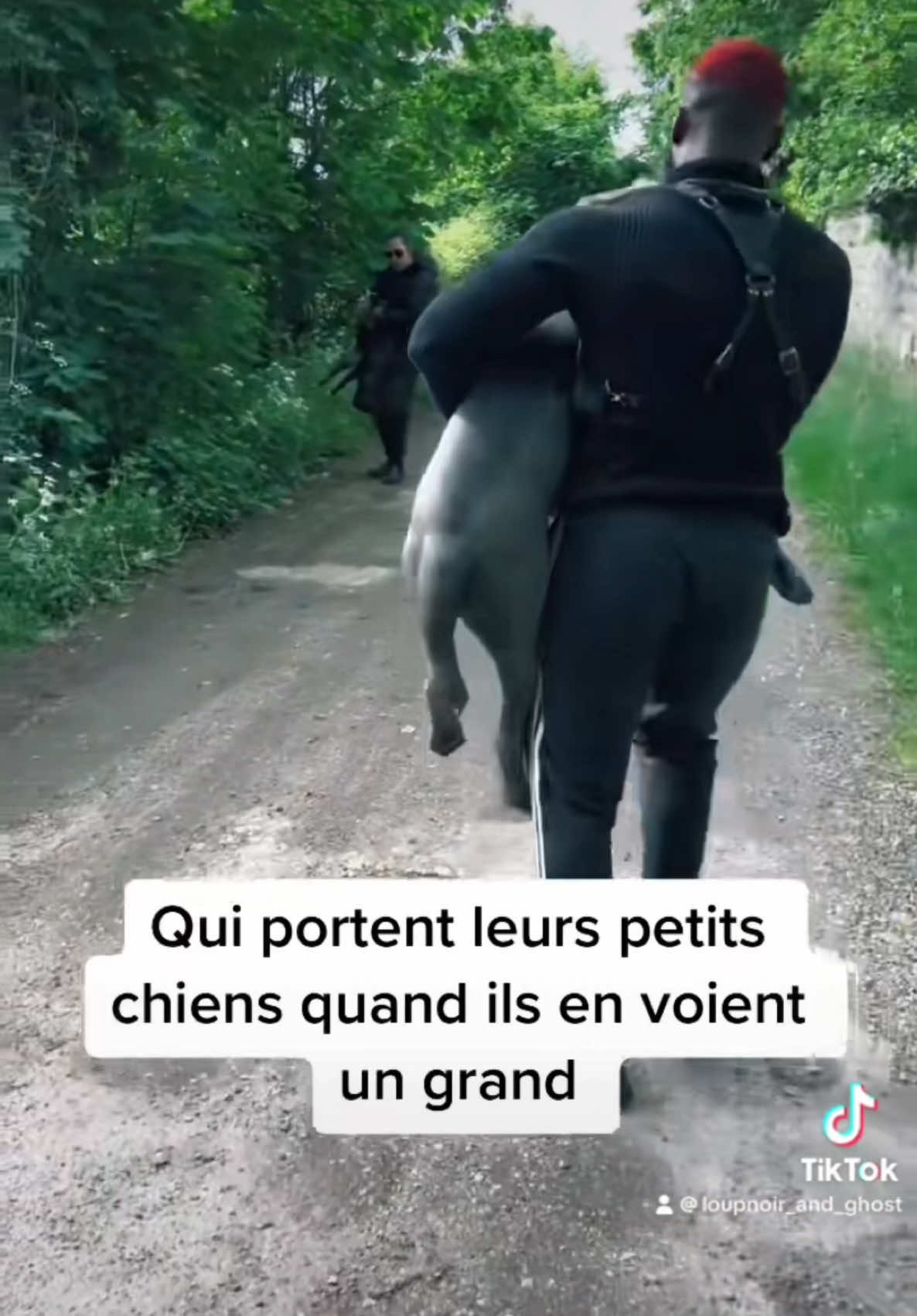 En vérité c’est à nous de porter nos molosses face aux petits bandits qui les attaquent 💀💀😭😭🤣#fyp #dogsoftiktok #dog #humour #pourtoi 