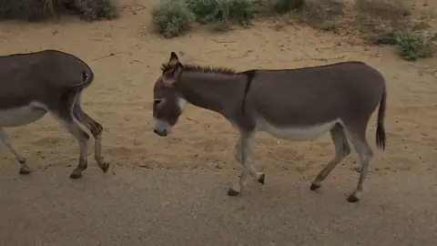 @Donkeys #followerstiktok #donkeybreeding #matingcalls #viraltiktok #animalsmating #viraltiktok 