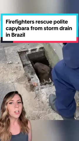 Something was trapped in this storm drain, and when firefighters came to help, they found an adorable large rodent waiting patiently for them to assist. 💕 Capybaras are known for being friendly (unless they feel threatened!) and they’ve been seen making friends with many different types of animals. 🐈 They’re the largest rodent in the world, and they’re a lovable, social species! ❤️ As is the case with all wildlife, you shouldn’t approach or handle a capybara that you see in the wild. 📸cbmsc.biguacu / Jose Figueira / storyful / Zoo Negara #capybara #capybarafriend #cat #orangecat #cutecapybara #capybaras #capy #goodnews #animals #capybaracat