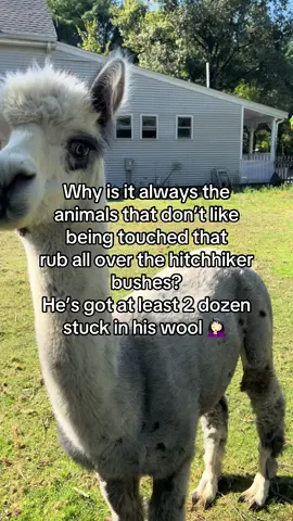 Johan cant resist rubbing on the hikerhiker bushes. This is going to take 2-3 people to hold him still and get them off 😫 #alpaca #alpacas #lpacasoftiktok #farm #farmlife #farmproblems #farmtok #homestead 