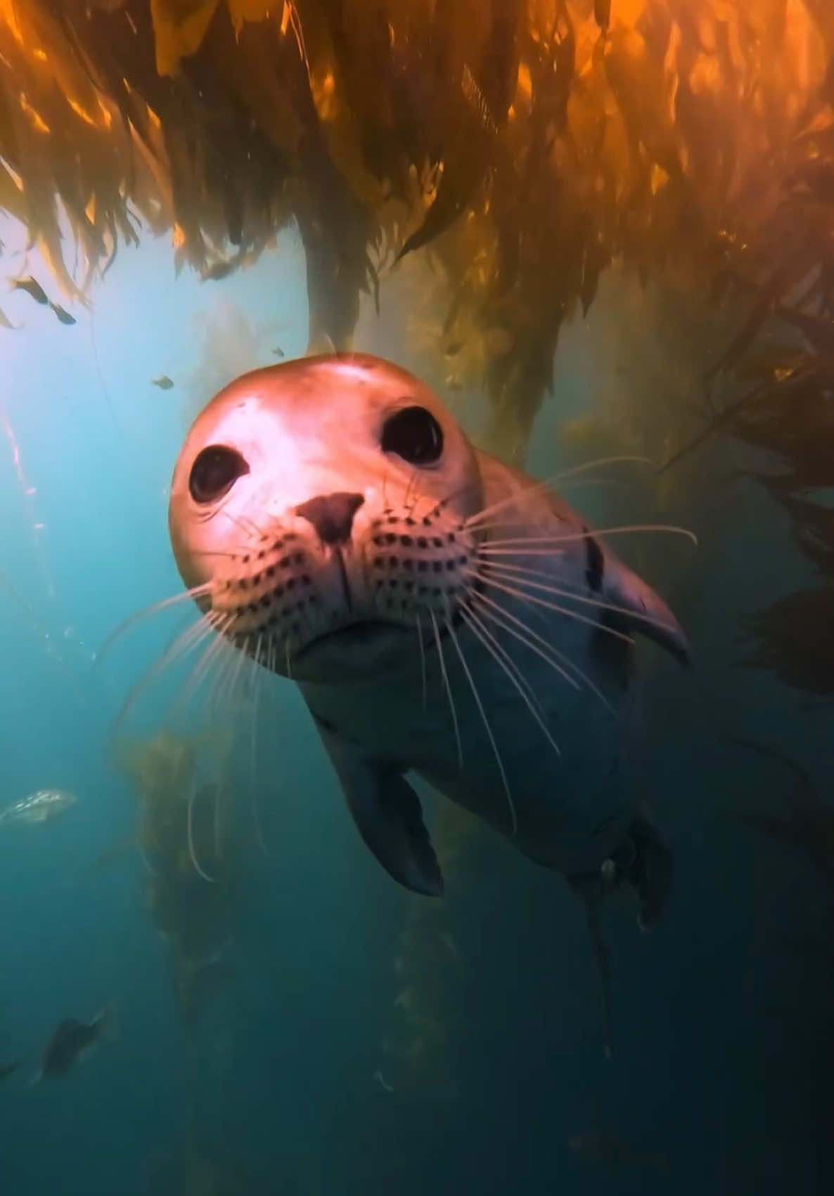 It is incredible how playful and curious seals can be underwater. Seals, especially young ones, often approach divers with a sense of curiosity, sometimes nibbling on fins or playing with bubbles. Their agility beneath the water is stunning; they can twist and twirl effortlessly in the water, darting in and out of sight. It's almost as if they’re inviting humans to join in their underwater dance. Meeting a seal underwater is like glimpsing into the playful and mysterious world of marine life. #seals
