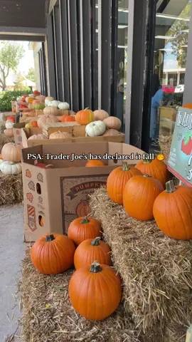 PSA Trader Joe’s has declared it fall 🎃 #traderjoes #fallvibes #pumpkinpatch #traderjoesfall 