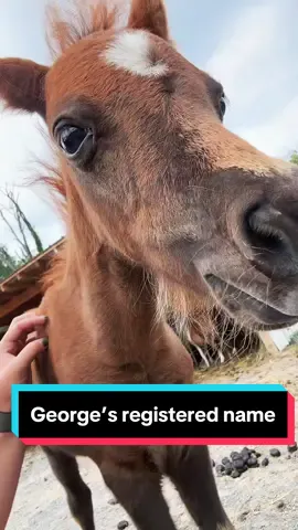What to name George!🐴 #minifoals #minihorses #minihorsesoftiktok #amha #amhr #foalsoftiktok #foalsof2024 