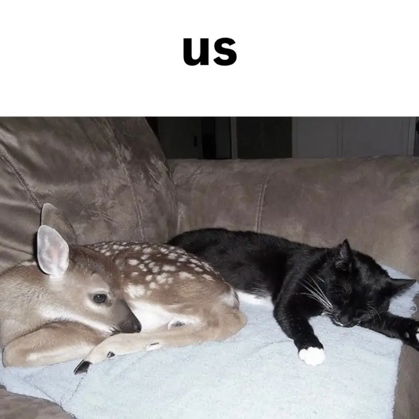 this is literally me and my best friend #deer #blackcat 