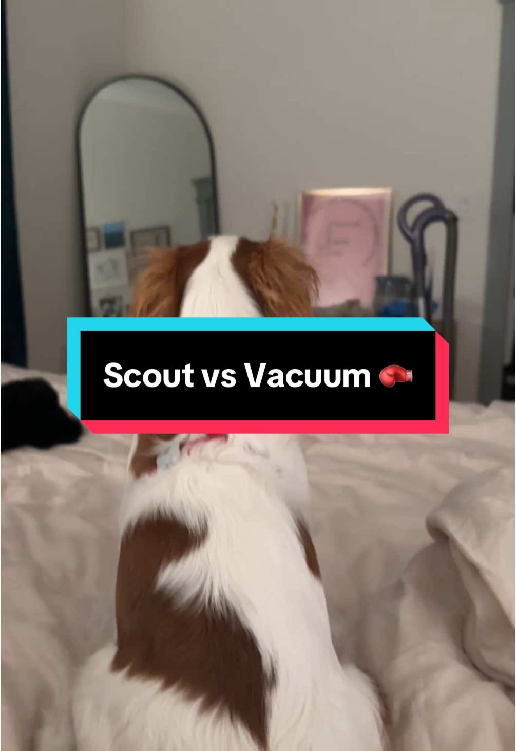 Its been awhile since yall got scout content so presenting the battle of Scout vs Vacuum 😂 #puppy #puppytiktok #spanielsoftiktok #cavalier #dog #dogsoftiktok 