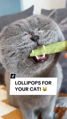 Get this Lollipop Cat Treat today on Cuddles & Meow to let them enjoy lollipops! 😻