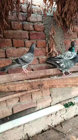 Chata pakar we wtsp rbita okay🥰. #borhan_tv #CapCut #unfreezemyacount #pigeons #kpkmalakand #kpkmalakand 