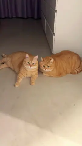 Dua oyen kena marah 🥹#kucinglucu #kucingtiktok #kucing #kucingku #kucinggemoy #kucingnyimut #anabul 