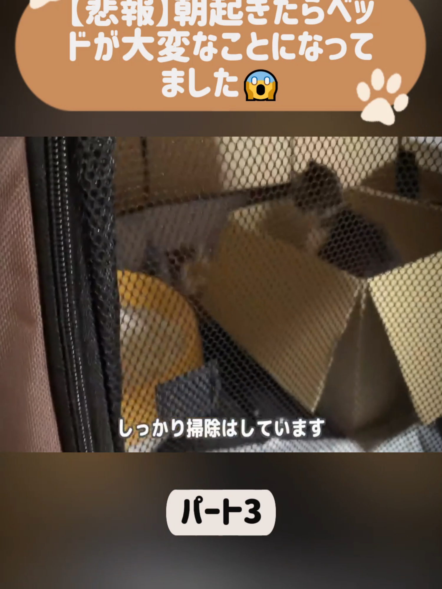 【悲報】朝起きたらベッドが大変なことになってました😱-パート3 #dog #cat #animallover#fyp #foryou